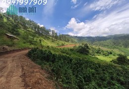 Bán vườn cà phê Lộc Bảo, Bảo Lâm. Lâm Đồng: 16.000 m2 chỉ 4,4 tỷ.