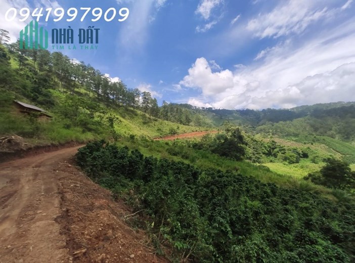 Bán vườn cà phê Lộc Bảo, Bảo Lâm. Lâm Đồng: 16.000 m2 chỉ 4,4 tỷ.