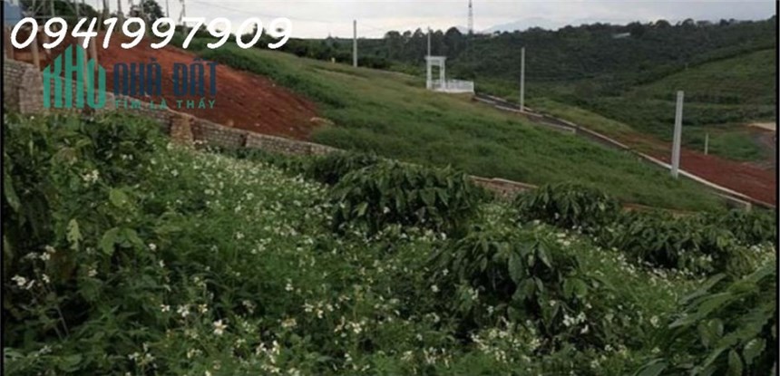 Bán vườn cà phê Lộc Bảo, Bảo Lâm. Lâm Đồng: 16.000 m2 chỉ 4,4 tỷ.