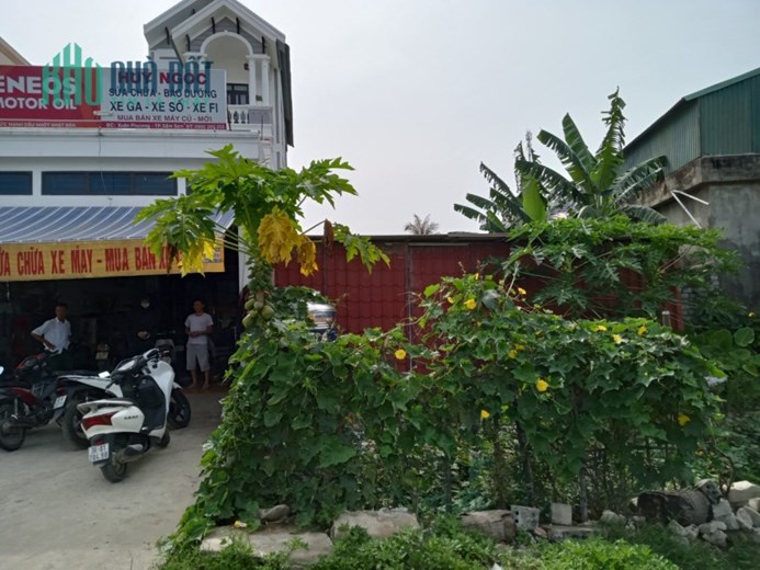 Bán đất mặt tiền đường quốc lộ ven biển Quảng Châu Tp Sầm Sơn