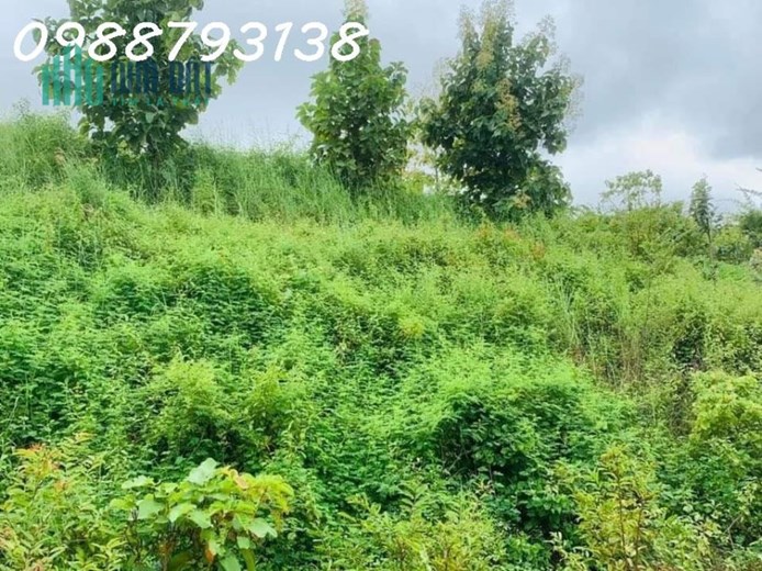 CHÚ VOI CON Ở BẢN ĐÔN, TO MÀ GIÁ NHỎ, cưỡi chơi thong dong cũng có tiền