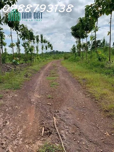 CHÚ VOI CON Ở BẢN ĐÔN, TO MÀ GIÁ NHỎ, cưỡi chơi thong dong cũng có tiền