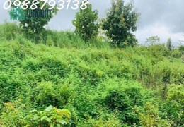 CHÚ VOI CON Ở BẢN ĐÔN, TO MÀ GIÁ NHỎ, cưỡi chơi thong dong cũng có tiền
