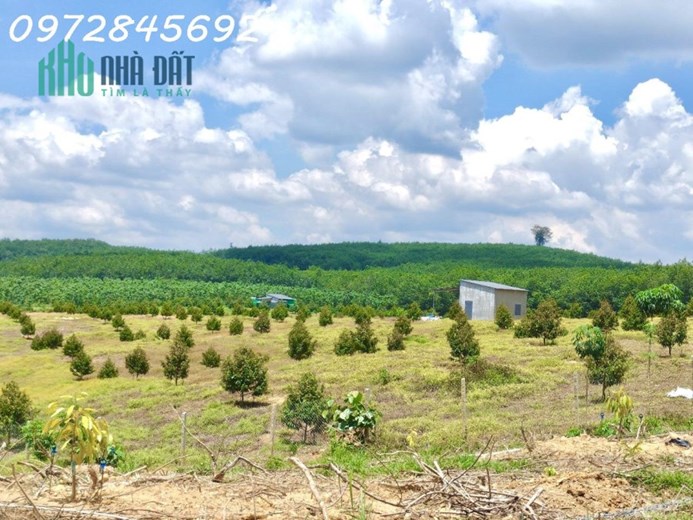Gia đình không có thời gian chăm sóc cần sang nhượng lại miéng vườn 1000m2 giá 190tr