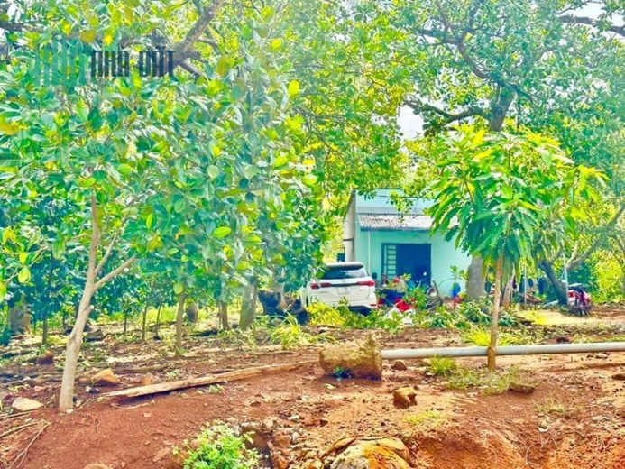 CHÍNH CHỦ CẦN BÁN LÔ ĐẤT RỘNG MẶT TIỀN ĐƯỜNG BÊ TÔNG GẦN ĐƯỜNG QUỐC LỘ NGAY TÂN PHƯỚC - ĐỒNG PHÚ