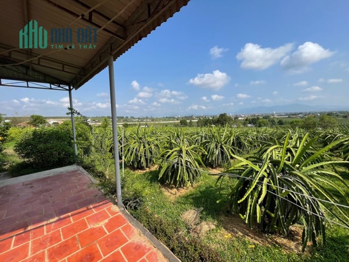 CHÍNH CHỦ Cần Bán Đất Trồng Thanh Long Vị Trí Đẹp Tại Xã Hàm Mỹ Huyện Hàm Thuận Nam, Bình Thuận