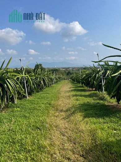 CHÍNH CHỦ Cần Bán Đất Trồng Thanh Long Vị Trí Đẹp Tại Xã Hàm Mỹ Huyện Hàm Thuận Nam, Bình Thuận