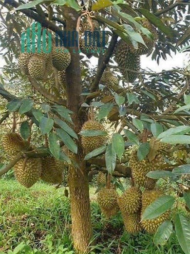 Vườn sầu riêng Diên Tân - Diên Khánh Siêu đẹp hạ bán nhanh