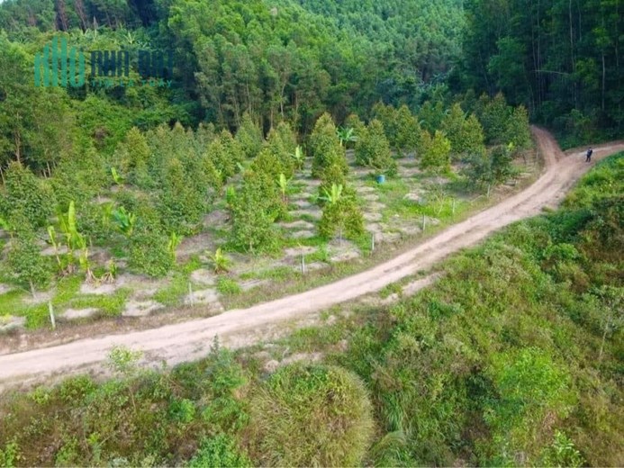 Vườn sầu riêng Diên Tân - Diên Khánh Siêu đẹp hạ bán nhanh