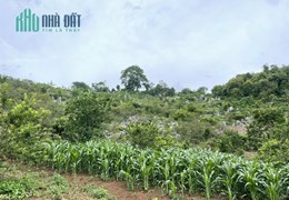 Cần bán mảnh đất có diện tích khoảng 6500m Mường Sang, Mộc Châu, Sơn La