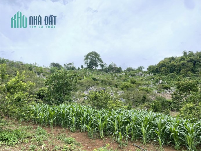 Cần bán mảnh đất có diện tích khoảng 6500m Mường Sang, Mộc Châu, Sơn La