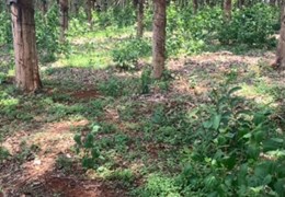 Sở Hữu Ngay Lô Đất Đẹp  Vị Trí Đắc Địa Tại Xã Ia Pếch, Huyện Ia Grai, Gia Lai