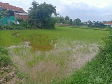 Chính chủ cần bán 3 sào đất ruộng ngay mặt đường nhựa phường Ninh Giang thị xã Ninh Hòa Khánh Hòa