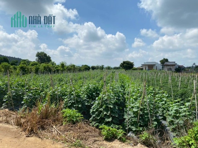 Bán lô đất đường Tân Phú, X.Tân Hội, Đức Trọng, Lâm Đồng