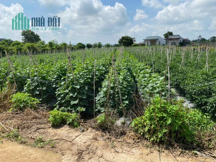 Bán lô đất đường Tân Phú, X.Tân Hội, Đức Trọng, Lâm Đồng