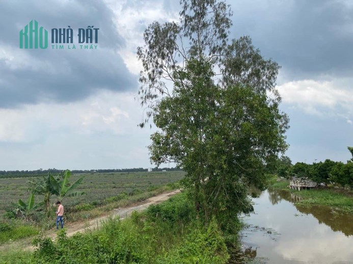 1công mặt tiền đường Tây kênh 21,Thạnh Mỹ,Tân Phước,Tiền Giang