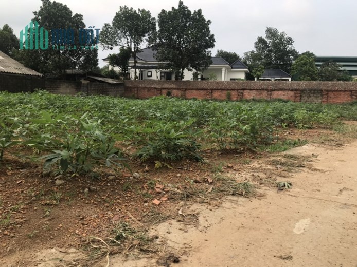 679M ĐỒI SEN BÌNH YÊN GIÁ RẺ