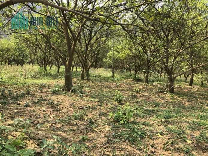 Bán Đất Tại Lương Sơn Hoà Bình, Đường Ô Tô Tải Tránh, Trồng Cam, Có Nhà Cấp 4, Dt 8000m. Giá 1.4 Tỷ.