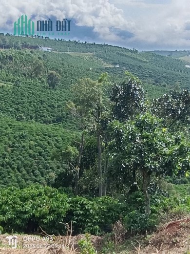 ĐẤT ĐẸP - GIÁ TỐT - Cần Bán Lô Đất Tại Thôn 4, Xã Tân Lâm, Huyện Di Linh, Lâm Đồng