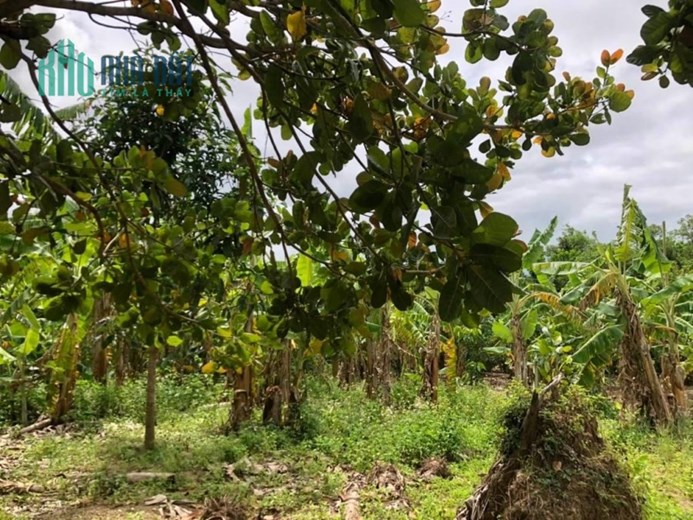 Sở Hữu Ngay Lô Đất Đẹp Vị Trí Đắc Địa Tại xã Diên Điền huyện Diên khánh ,Khánh Hòa