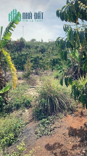 ĐẤT ĐẸP - GIÁ TỐT - Cần Bán Lô Đất Vị Trí Đắc Địa Tại Thôn 1, Xã Đinh Lạc, Huyện Di Linh, Lâm Đồng
