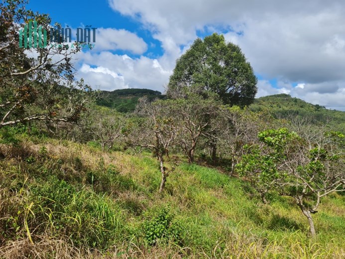 Chủ không canh tác chuyển nhượng lại 12269m2 vườn cách QL14 vào 500m.