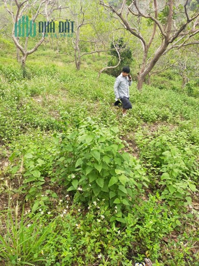 Chủ không canh tác chuyển nhượng lại 12269m2 vườn cách QL14 vào 500m.