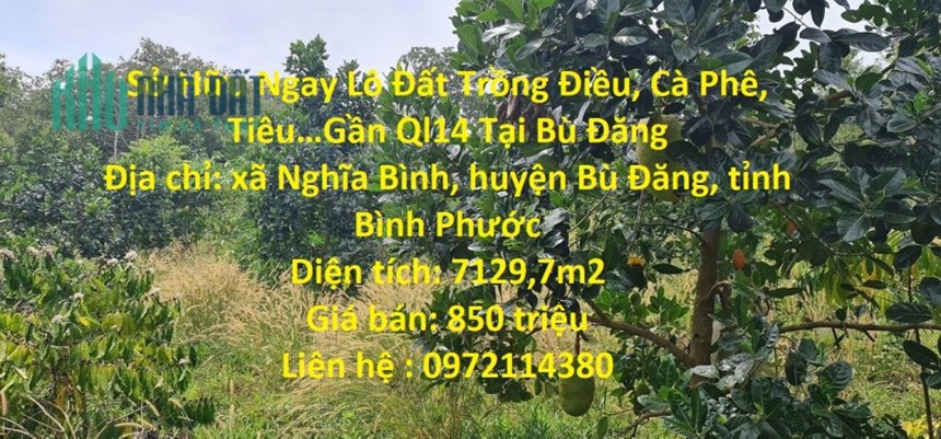 Sở Hữu Ngay Lô Đất Trồng Điều, Cà Phê, Tiêu…Gần Ql14 Tại Bù Đăng