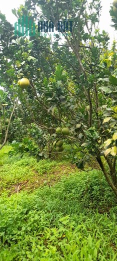 Sở Hữu Ngay Lô Đất Trồng Điều, Cà Phê, Tiêu…Gần Ql14 Tại Bù Đăng