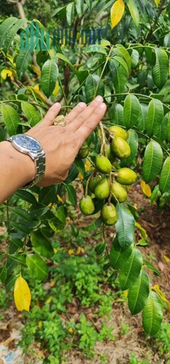 Sở Hữu Ngay Lô Đất Trồng Điều, Cà Phê, Tiêu…Gần Ql14 Tại Bù Đăng
