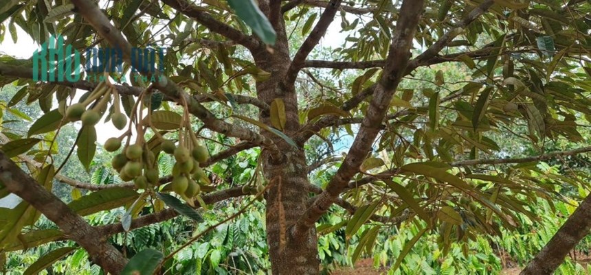 Sở Hữu Ngay Lô Đất Trồng Điều, Cà Phê, Tiêu…Gần Ql14 Tại Bù Đăng