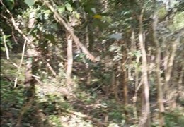 ĐẤT ĐẸP - GIÁ TỐT - Cần Bán Lô Đất  Tại Xã Tây Phú , huyện Tây Sơn, tỉnh Bình Định.