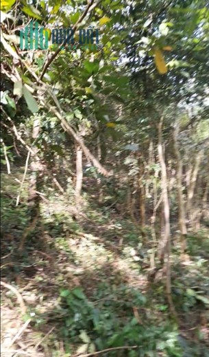ĐẤT ĐẸP - GIÁ TỐT - Cần Bán Lô Đất  Tại Xã Tây Phú , huyện Tây Sơn, tỉnh Bình Định.