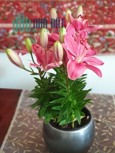 BÁN NHÀ MẶT PHỐ HƠN 9 TỶ SỞ HỮU NHÀ 6 TẦNG THANG MÁY 65M2 KDVP