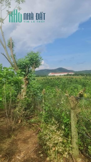 ĐẤT ĐẸP - GIÁ TỐT - Sở Hữu Ngay Lô Đất Vị Trí Đắc Địa Tại Xã Đạ Đờn, Huyện Lâm Hà, Lâm Đồng