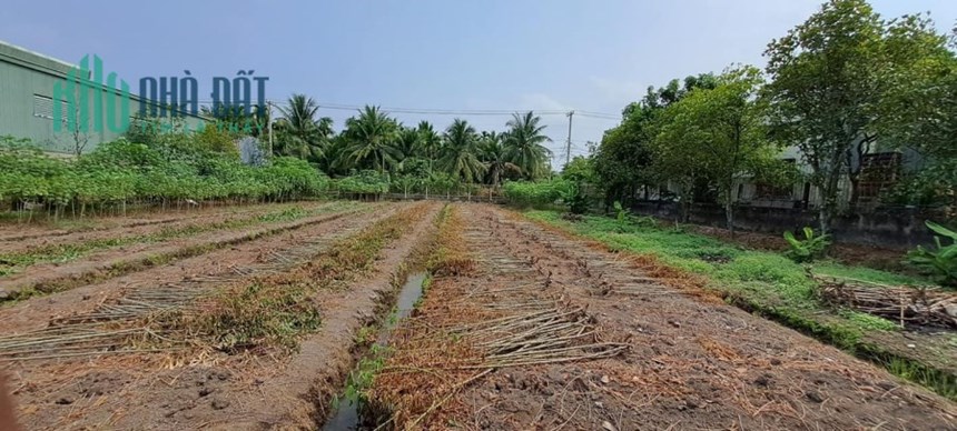 LÔ ĐẤT KHỦNG 4000M FULL THỔ HẾT 98%