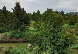 ĐẤT ĐẸP - GIÁ TỐT - Chính Chủ Cần Bán Lô Đất Mặt Tiền 922 - quận Ô Môn - TP Cần Thơ