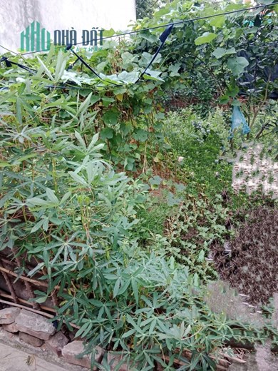BÁN ĐẤT XÂY NHÀ CƯỚI VỢ CHO CON 50M DƯƠNG NỘI- HÀ ĐÔNG.