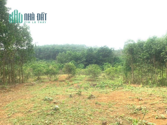 BẠN GỬI BÁN GẤP MẢNH ĐẤT SIÊU ĐẸP VIEW PANORAMA CÁNH ĐỒNG KIM BÔI HOÀ BÌNH