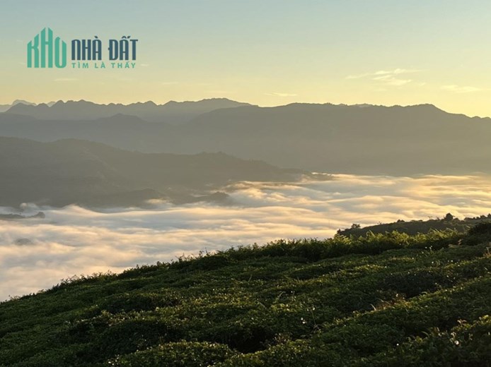 CẦN TIỀN BÁN GẤP-HẠ KỊCH KHUNG -CHỈ 1 TỶ xx CÓ NGAY ̀5300M2 ĐẤT CÓ SỔ TẠI TÂN LẬP-MỘC CHÂU