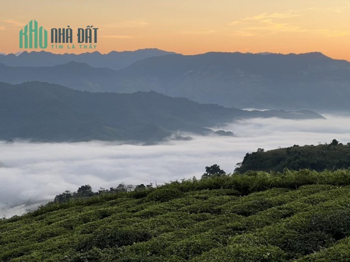 CẦN TIỀN BÁN GẤP-HẠ KỊCH KHUNG -CHỈ 1 TỶ xx CÓ NGAY ̀5300M2 ĐẤT CÓ SỔ TẠI TÂN LẬP-MỘC CHÂU