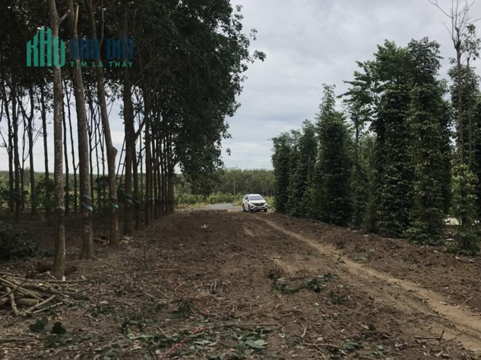 Bán 11000m2 (sẵn 300m2 thổ) tại BRVT SHR 8 tỷ. Lh;0911912868.