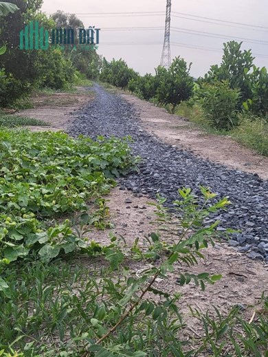 CHÍNH CHỦ Bán 8 Công Đất – Giá Cực Rẻ Tại Cái Bè, Tiên Giang