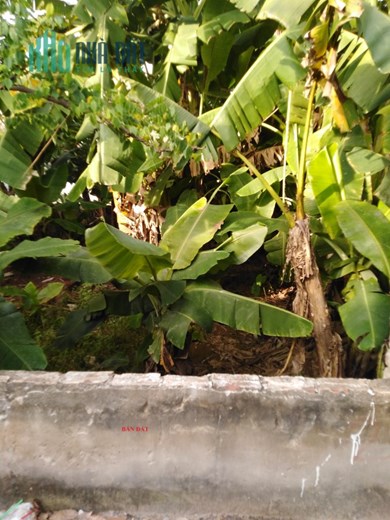 Bán đất, 61m2, Phương Vinh, Thọ Xuân, Đan Phượng, oto, 2.1 tỷ, hung1st