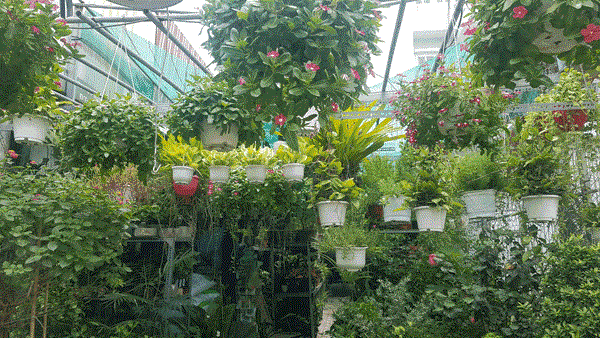 Sang nhượng lại vựa cây cảnh Phan Anh, Bình Trị Đông, 0931807401