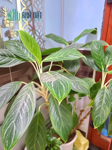 👑 👑 NHÀ KIỆT 3M PHAN ĐĂNG LƯU- HẢI CHÂU-70M2-2 TẦNG-NHỈNH 2.5 TỶ