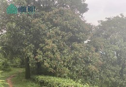 Chính Chủ cần cho bán nhanh lô đất trang trại tại km32 Vị Xuyên - Hà Giang