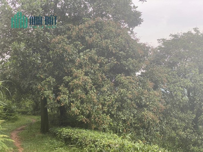 Chính Chủ cần cho bán nhanh lô đất trang trại tại km32 Vị Xuyên - Hà Giang