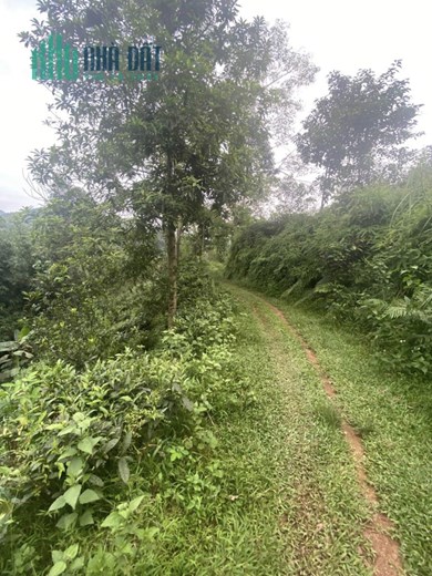 Chính Chủ cần cho bán nhanh lô đất trang trại tại km32 Vị Xuyên - Hà Giang