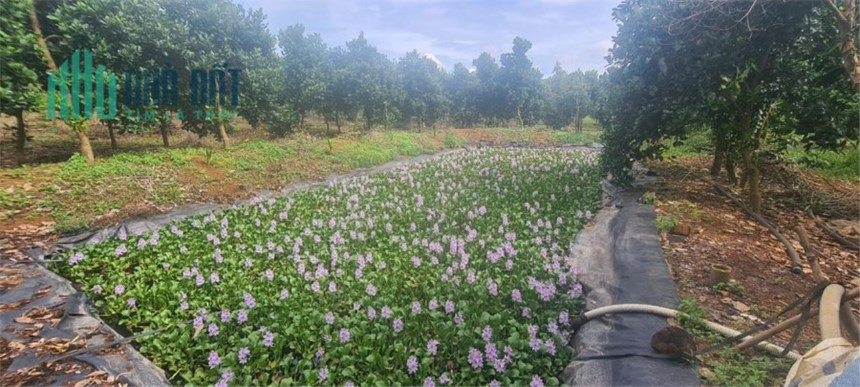 ĐẤT ĐẸP - GIÁ TỐT Chính Chủ Bán 1 ha Đất Tại Xã Đồng Tiến, Đồng Phú, Tỉnh Bình Phước